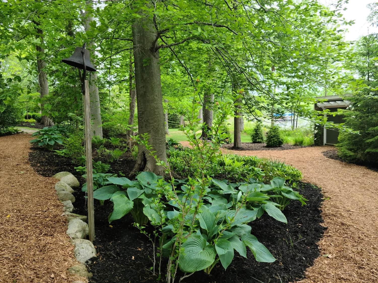 Shaded garden bed with hostas and rich dark mulch under mature trees